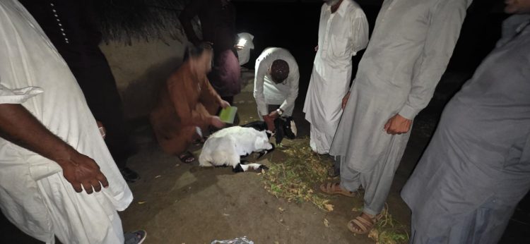 Murad Ali Shah condemns firing of Indian forces on goats in Thar