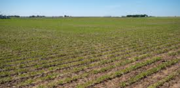 US soybean farmers, deserted by big buyer China