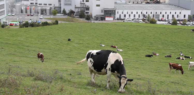 Nestle quits global alliance on reducing dairy methane emissions