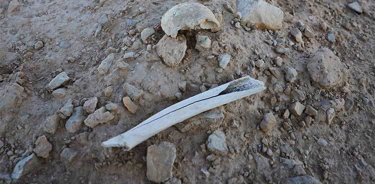 Assad's Secret 'Operation Move Earth': How Syria's Regime Hid Thousands in Desert Mass Graves