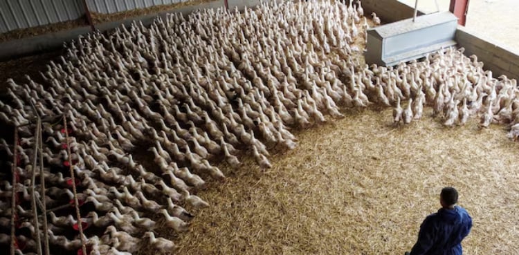 Bird flu virus could risk pandemic worse than COVID