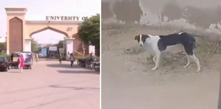 Stray dogs attack two children inside Karachi University