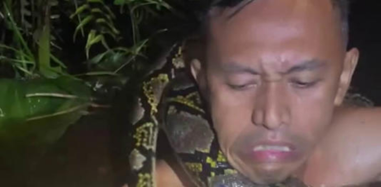 Viral: Tour guide rescued after being strangled by python