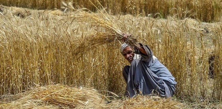 No risk of wheat shortage in Pakistan, Rana Tanveer  