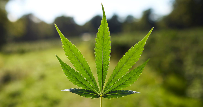 Long-term cannabis use damages memory by disrupting sleep, study finds