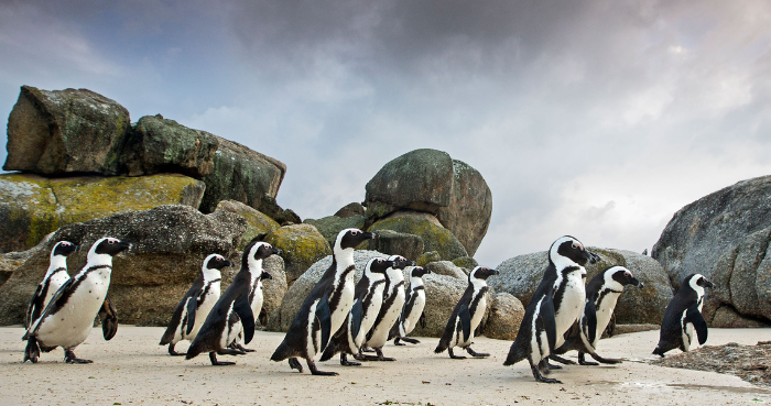 African penguins starved en masse off South Africa, Study says