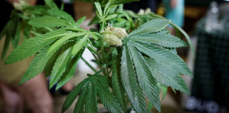 Cannabis stocks surge on report Trump seeks to ease restrictions