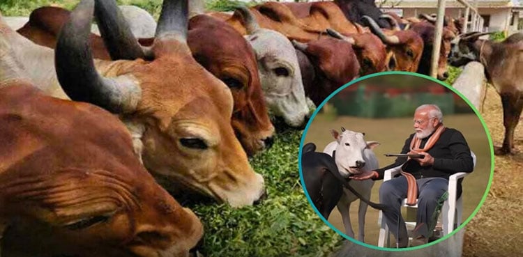 India’s meat exports forecast for 2026: Modest growth amid domestic priorities