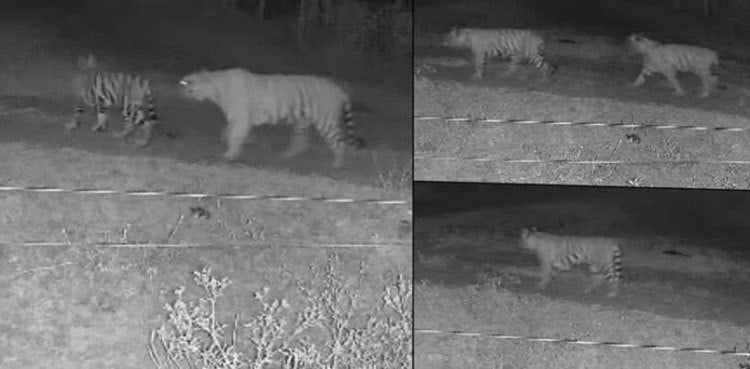 Camera captures 5 tigers roaming in India's Karnataka Chamarajanagar