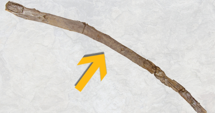 430,000-year-old wooden tools unearthed in Greece