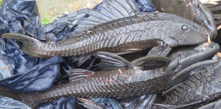 Amazon sailfin catfish detected in key waterways of Pakistan, WWF calls for immediate action