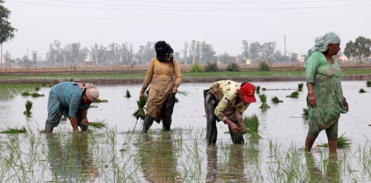 India's 2025 rice exports surge to near record as curbs lifted