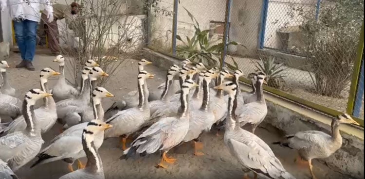 44 Siberian migratory birds recovered in Punjab