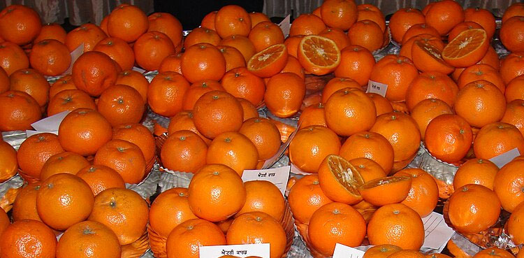 Kinnow farmers agree to Rs1,600 per 40kg rate