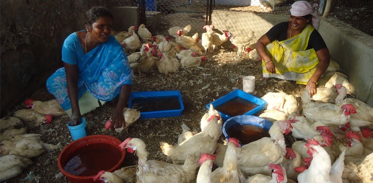 Oman bans Indian poultry imports amid health concerns