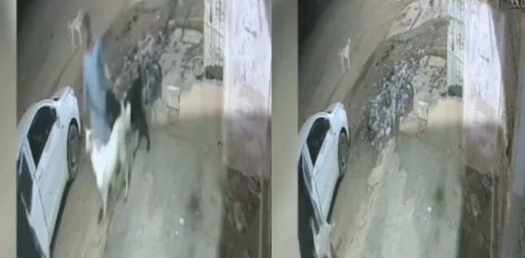 Thieves make off with four goats in Karachi