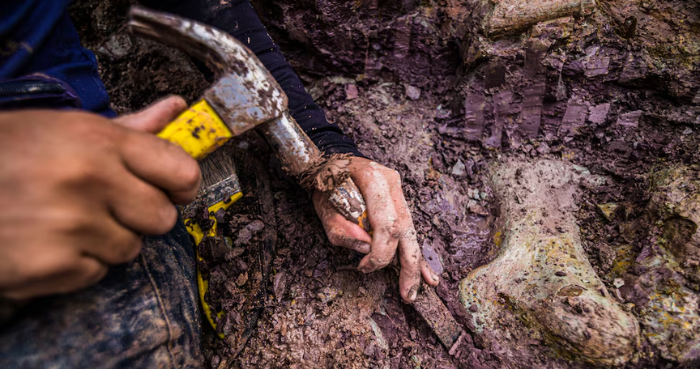 Dinosaur fossils in Brazil reveal new giant species