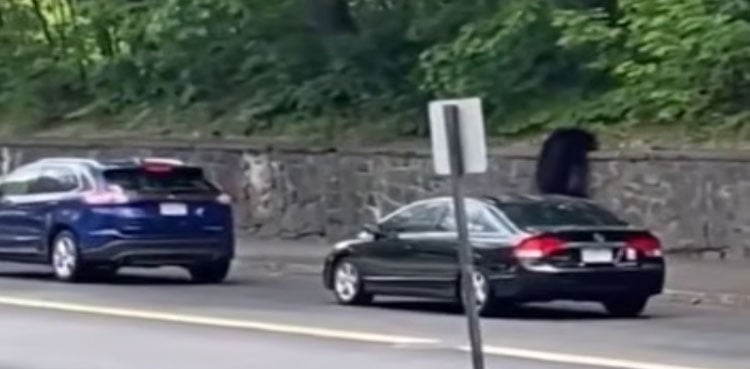 Wandering black bear visits two Massachusetts schools