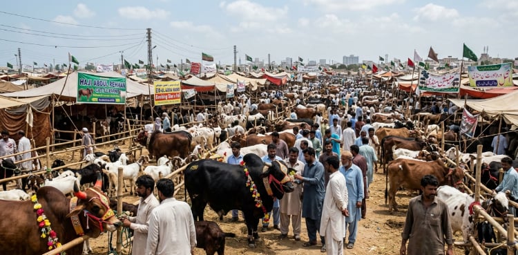 Why Maweshi Mandi Prices Will Drop Before Eid al Adha 2026 in Pakistan