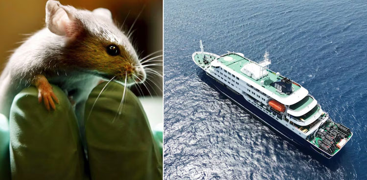 Explainer: What is the hantavirus that killed three cruise ship passengers?