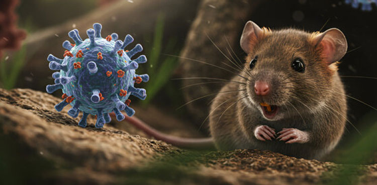 Fact Check: Hantavirus infection is not a confirmed side effect of Pfizer’s COVID-19 vaccine
