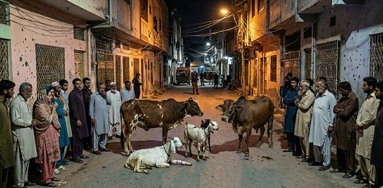 Karachi: Four sacrificial animals injured in robbers’ firing