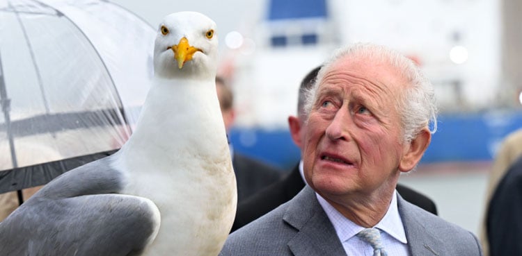 King Charles response after seagull act goes viral