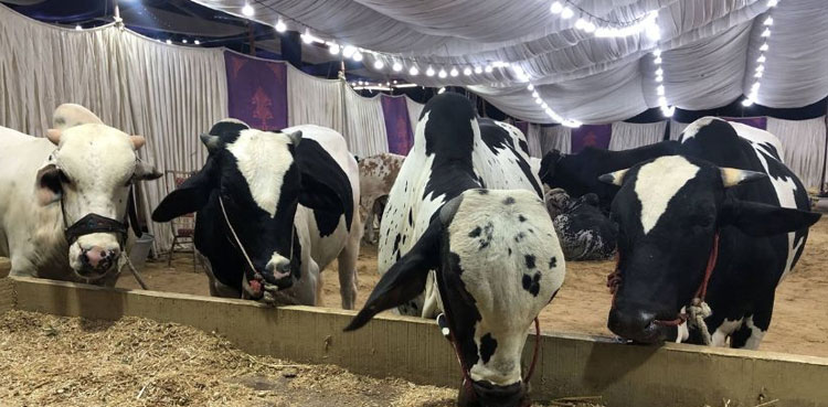 Fragrance and Festivity: Nightlife and Influencers Transform Karachi’s Cattle Market