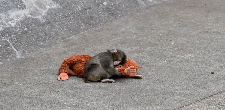 Viral ‘Punch’ monkey incident: Two Americans arrested at Japanese zoo