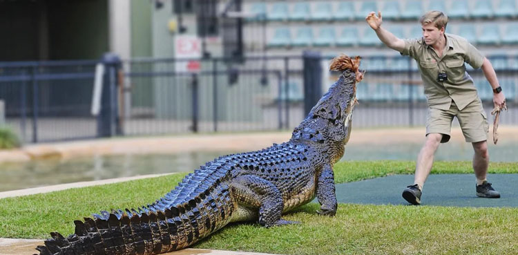 Robert Irwin’s Heart-Stopping Encounter with a 317kg Crocodile