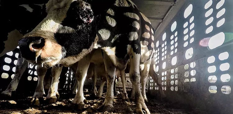 Motorway Police declare Combined Transport of Passengers and Livestock a Legal Offense Ahead of Eid