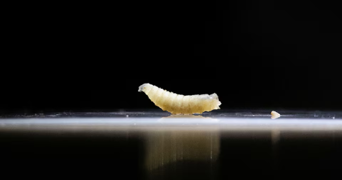 Flesh-eating screwworm confirmed in Texas calf as parasite crosses border from Mexico