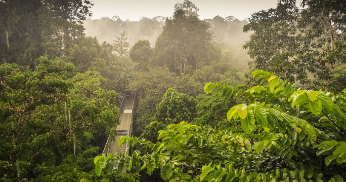 Malaysian scientists discover hyperparasitic in Borneo’s jungles