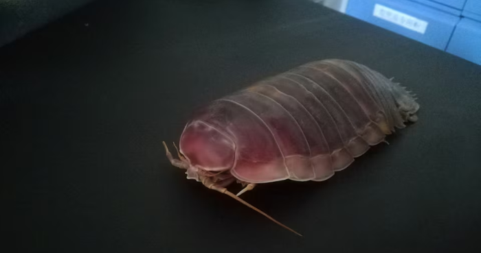Deep-sea denizens go years without food with clever biological fix