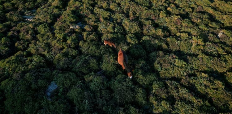 Study warns biodiversity loss could trigger wave of debt crises