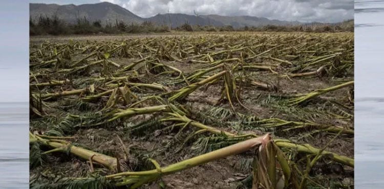 What will humans eat if all crops destroyed?
