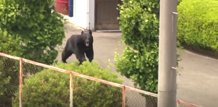 Japanese city suspends 94 schools after first-ever bear sighting