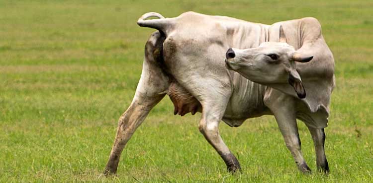 Second flesh-eating screwworm case confirmed
