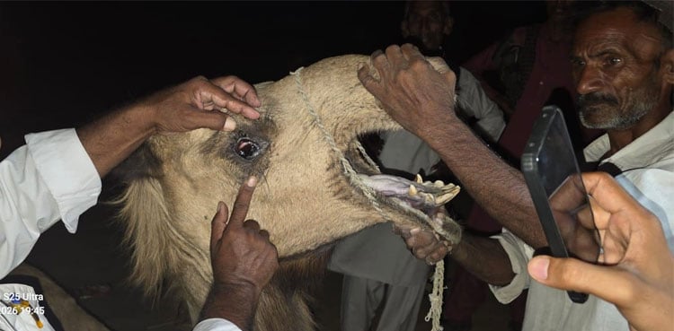 Camel brutally tortured in Tharparkar