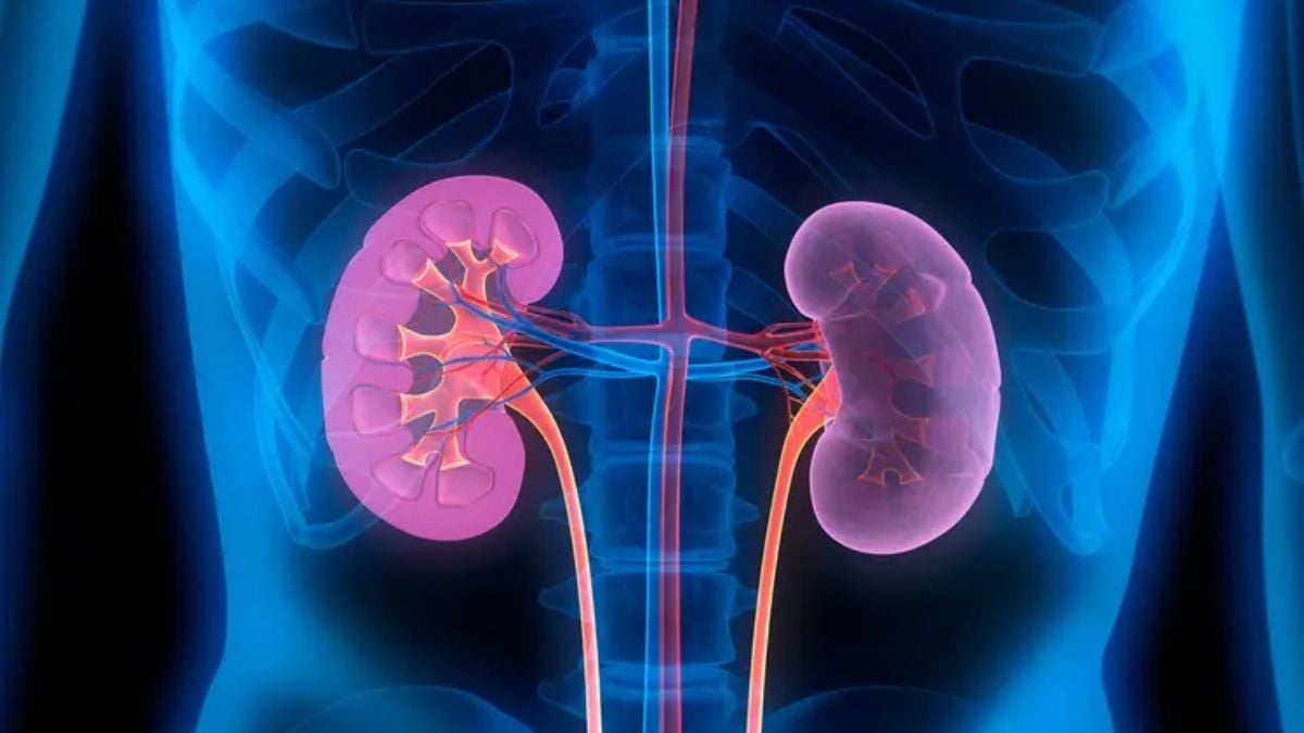 Chronic kidney disease cases driven by rising diabetes rates in new study
