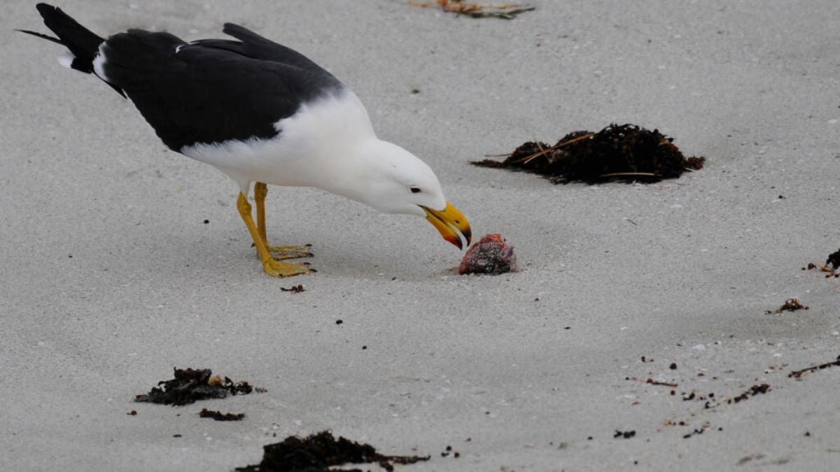 Australia confirms local transmission of H5 bird flu