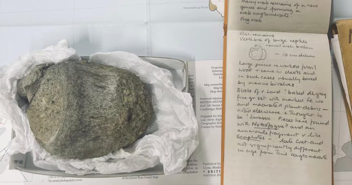 Antarctica dinosaur fossil identified as rare titanosaur after 40 years
