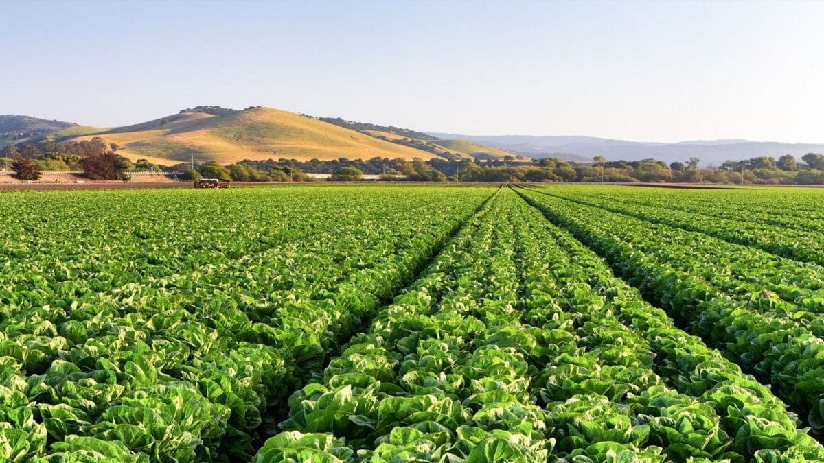 Mexico ministries investigate cyclospora linked to Mexican farm