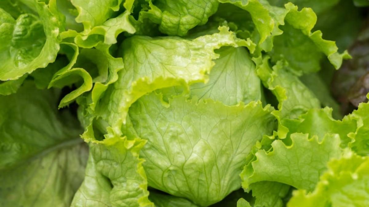 Iceberg lettuce linked to parasite outbreak pulled from market