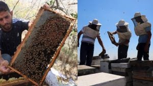 With fields destroyed and hives lost, Gaza’s beekeepers struggle to start over