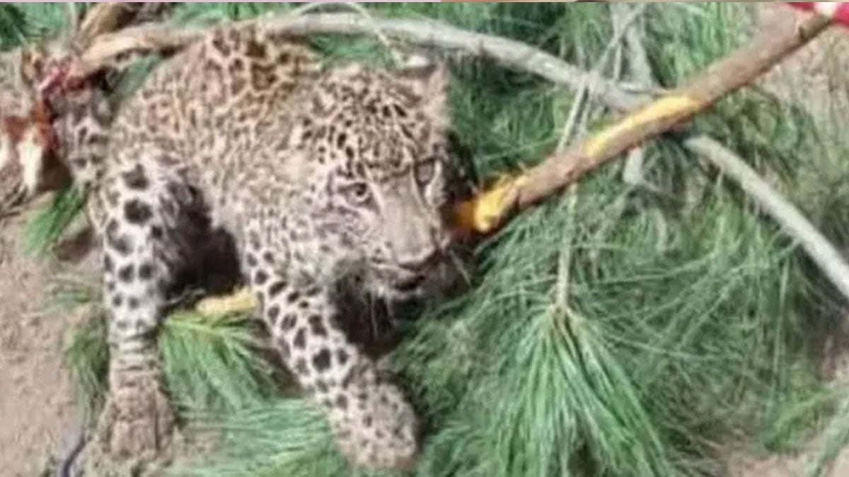 Leopard killed in Bajaur, wildlife department launches probe