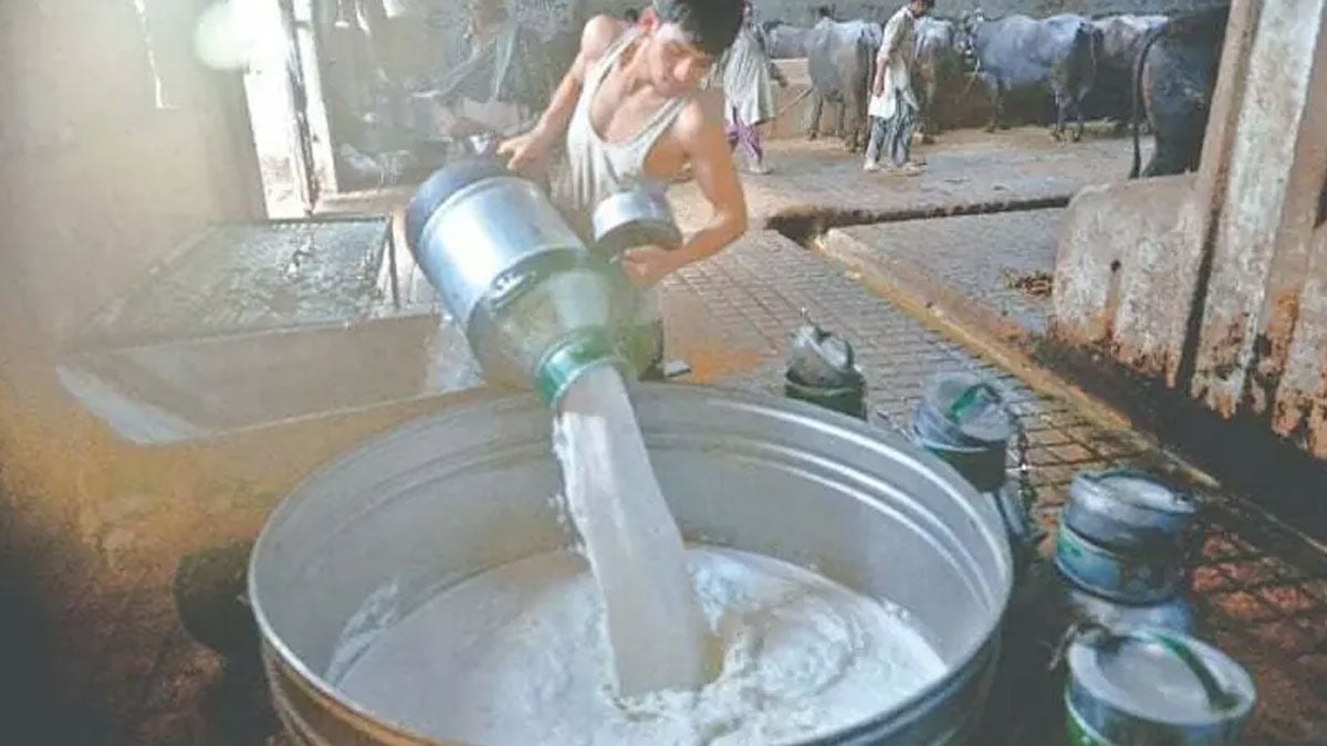 Karachi dairy sector under pressure after fodder supply halt