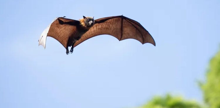 Boy, 11, dies of rabies after Bat slept on his mouth — No bite found