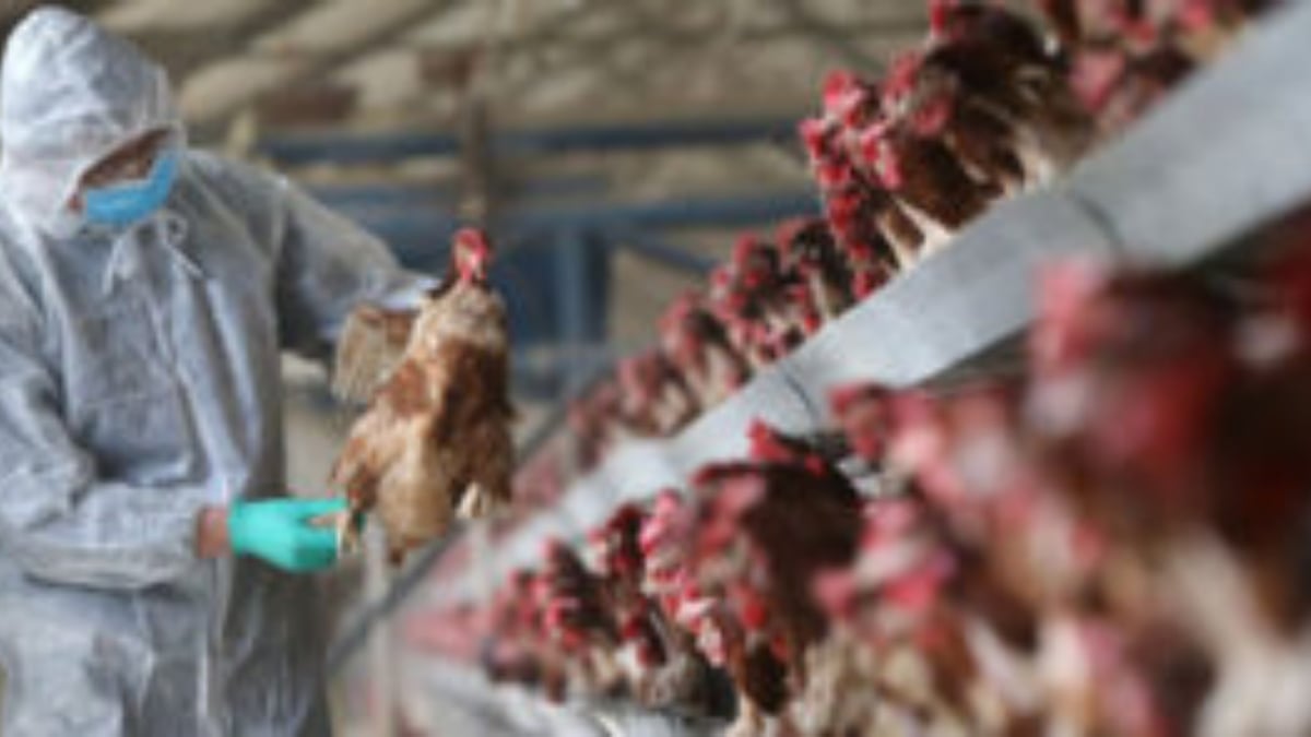 Australia’s Queensland confirms H5N1 bird flu case, fourth state
