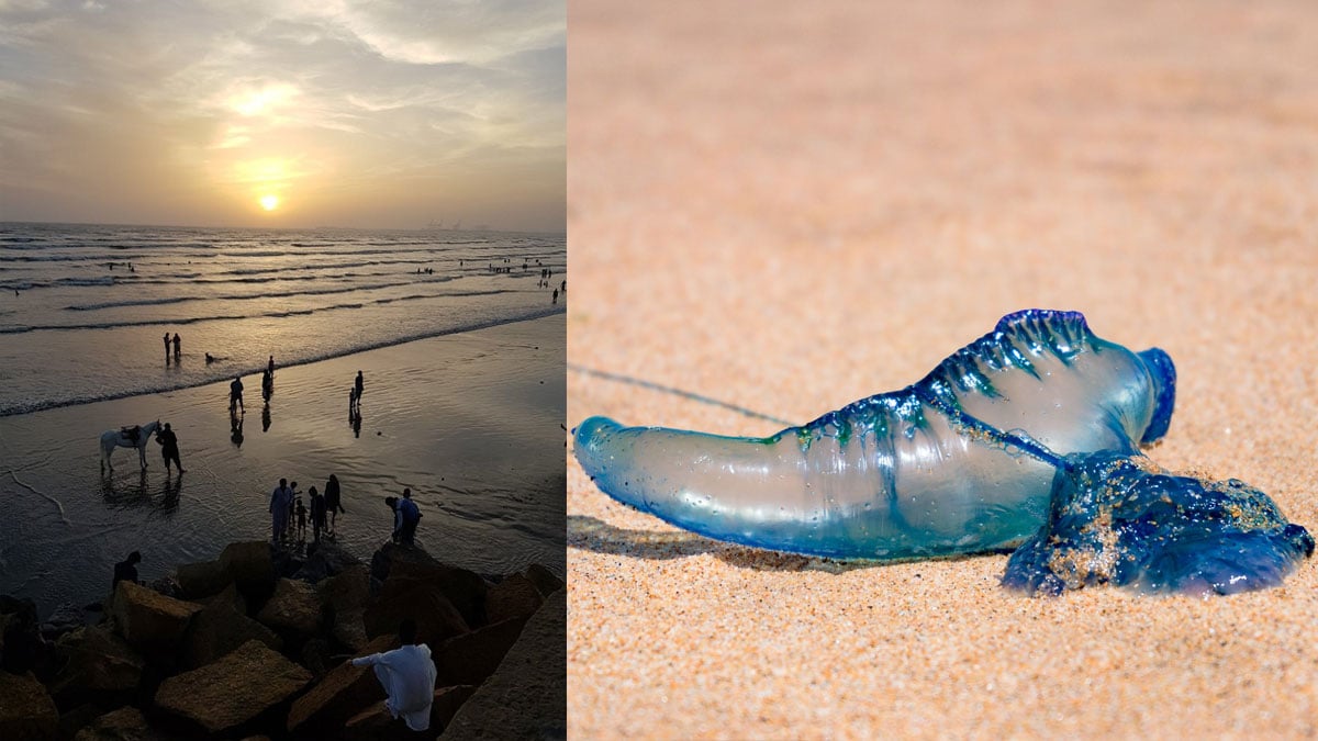 Karachi beachgoers urged to stay alert as bluebottle season returns